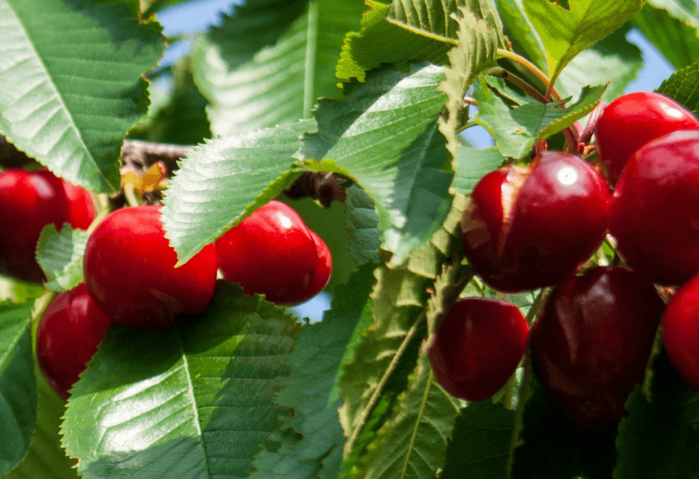 Cherries on a tree